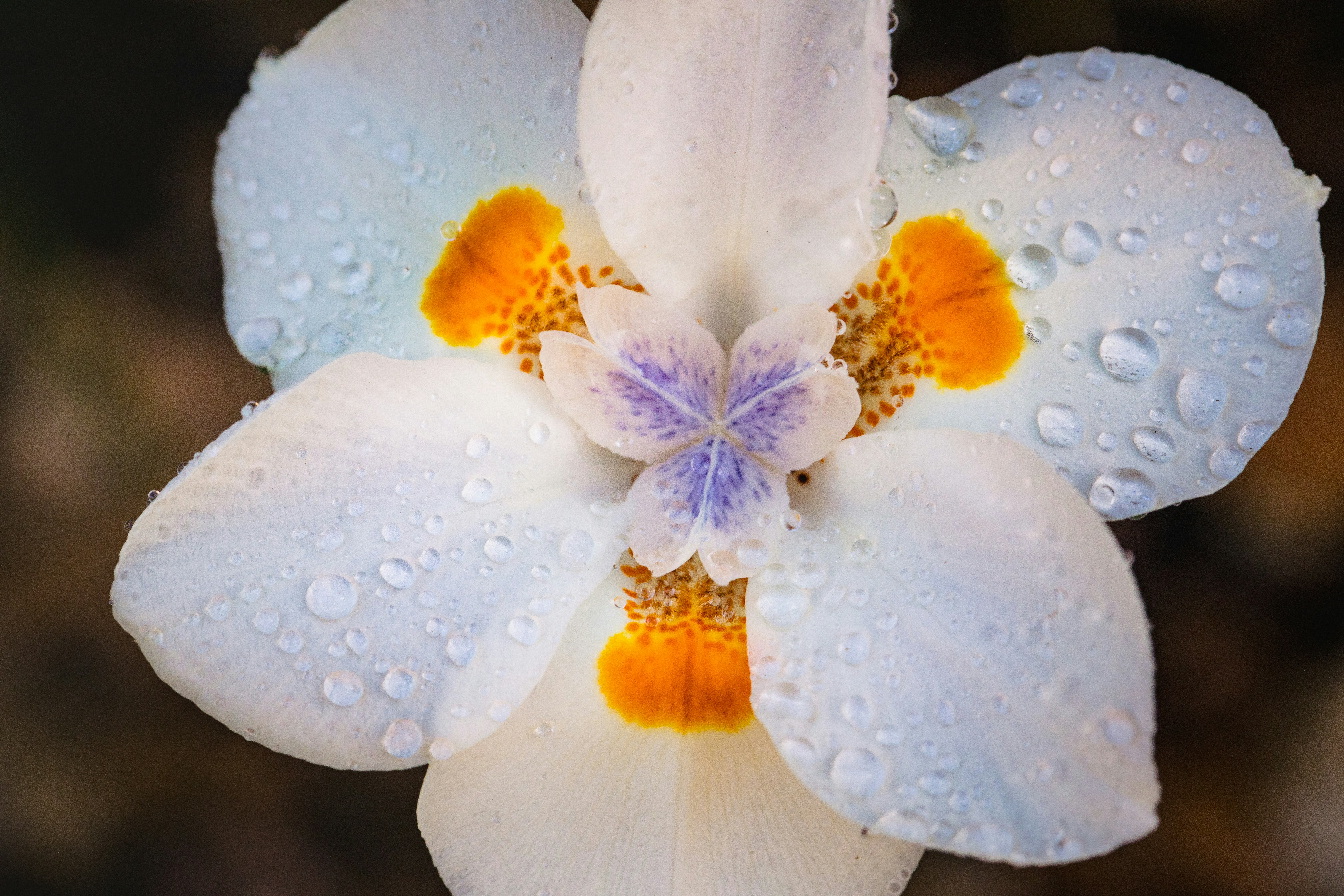 white and yellow flower with water droplets
